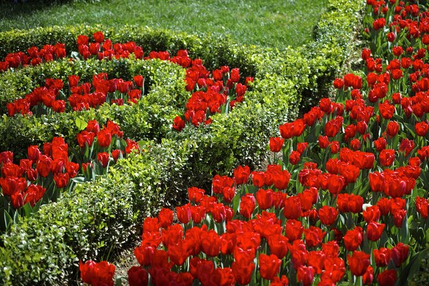 Jardín con rosas