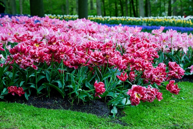 Jardín con rosas