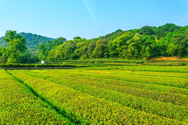 Foto gratuita jardín de té fresco paisaje de la cultura