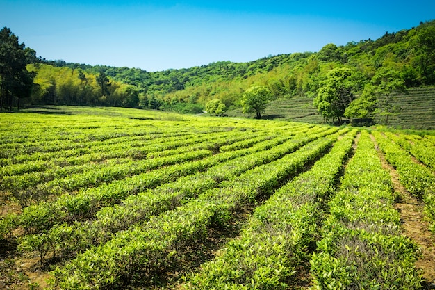 Foto gratuita jardín de té verde, cultivo de colinas