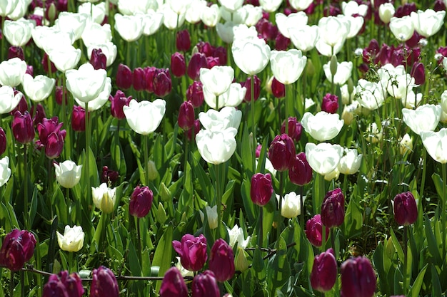 Jardín con tulipanes morados y blancos