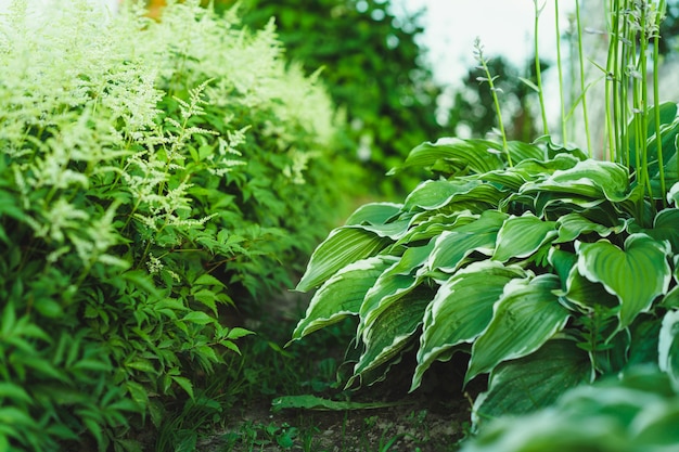 Un jardín verde. perejil