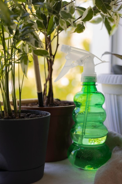 Jardinería en casa con planta.