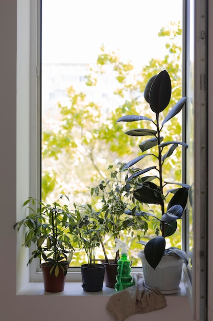 Jardinería en casa con plantas.