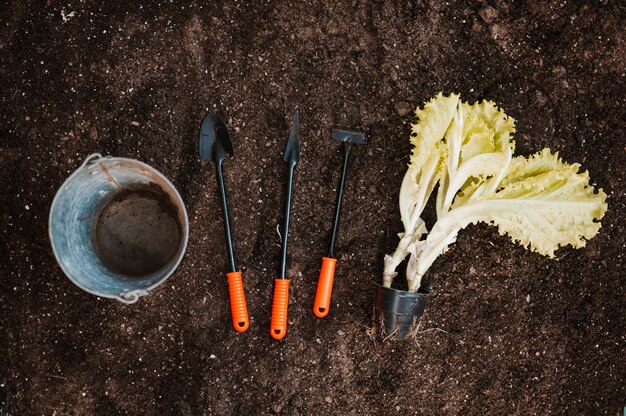 Foto gratuita jardinería