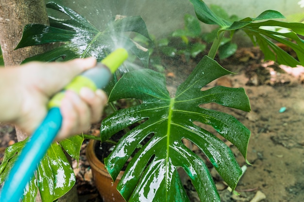 Foto gratuita jardinería