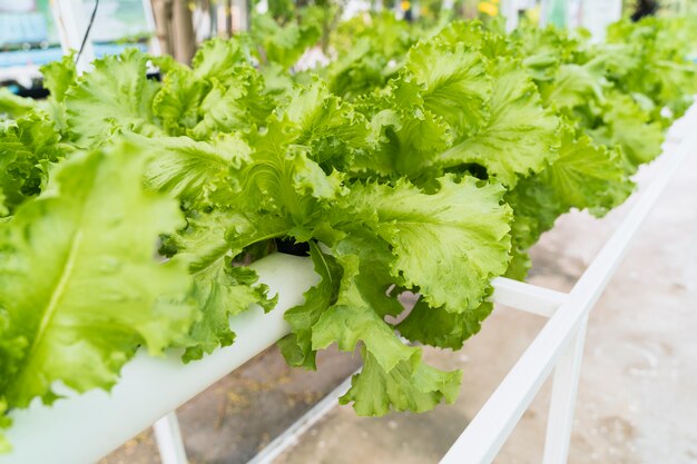 Jardinería