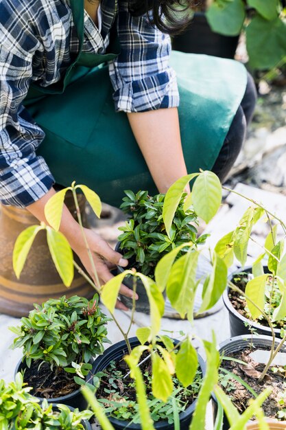 Jardinería