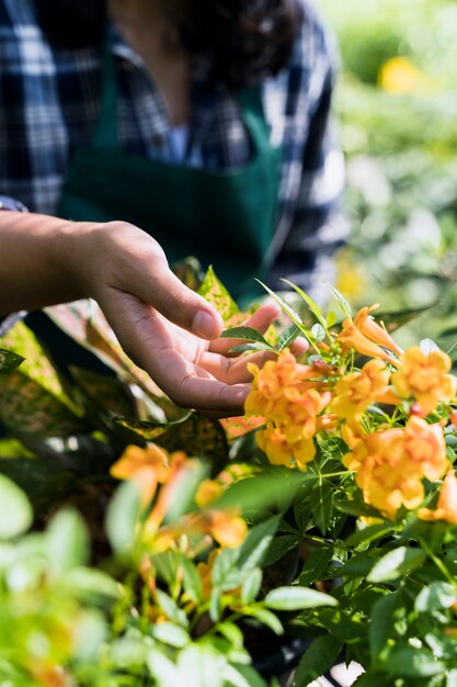 Jardinería