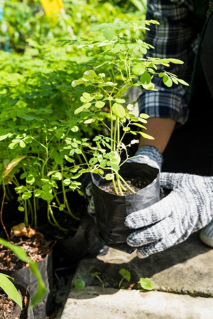 Foto gratuita jardinería