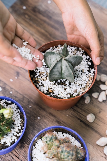 Foto gratuita jardinería