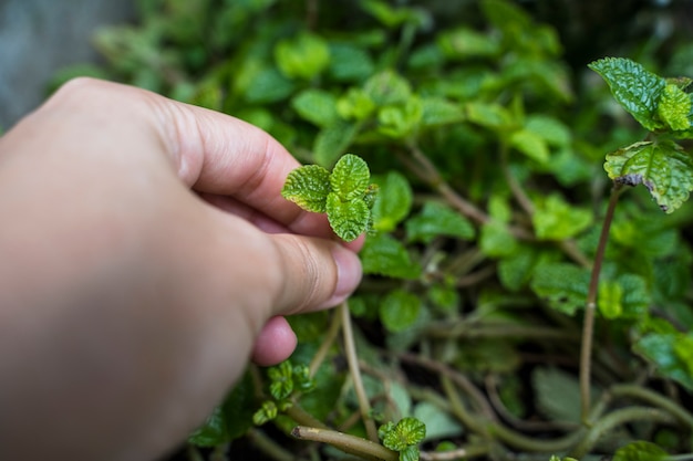 Foto gratuita jardinería