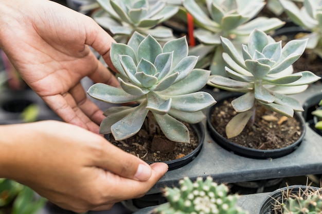 Foto gratuita jardinería