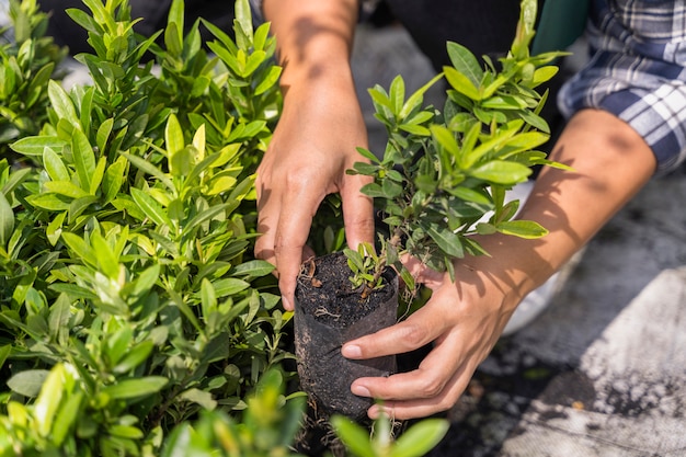 Foto gratuita jardinería