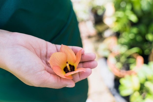 Foto gratuita jardinería