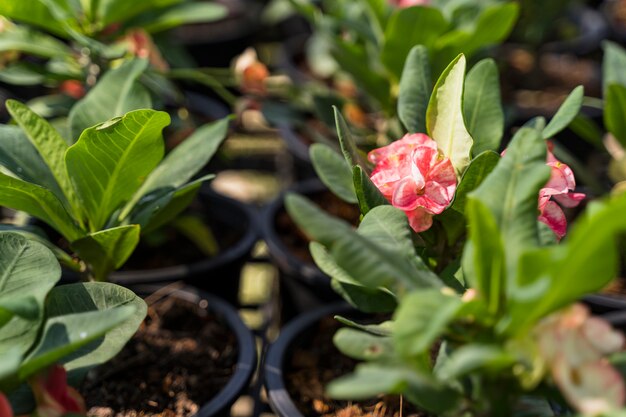 Jardinería