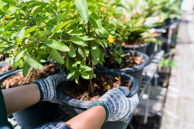 Foto gratuita jardinería