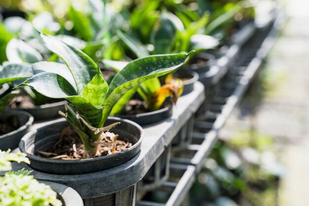 Jardinería