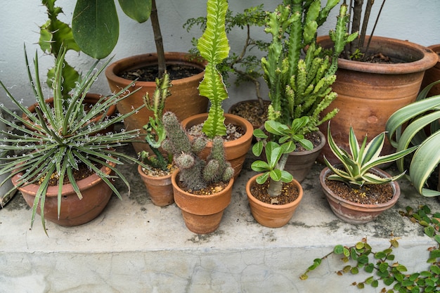 Foto gratuita jardinería