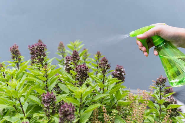 Foto gratuita jardinería