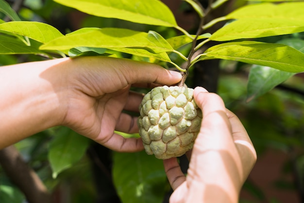 Foto gratuita jardinería