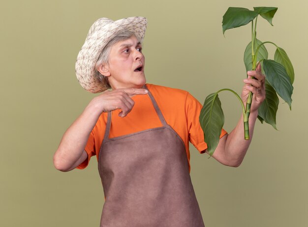 Jardinero anciano ansioso con sombrero de jardinería sosteniendo y apuntando a la rama de la planta