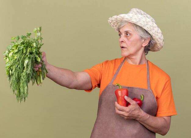 Jardinero anciano confiado con sombrero de jardinería sosteniendo pimientos rojos y un montón de cilantro mirando al lado