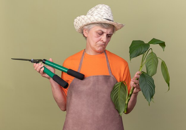 Jardinero anciano decepcionado con sombrero de jardinería sosteniendo tijeras de jardinería y mirando la rama de la planta en verde oliva