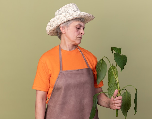 Jardinero anciano serio con sombrero de jardinería sosteniendo y mirando la rama de la planta