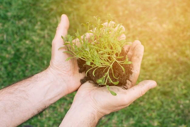 Jardinero con arbolito pequeño en las manos.