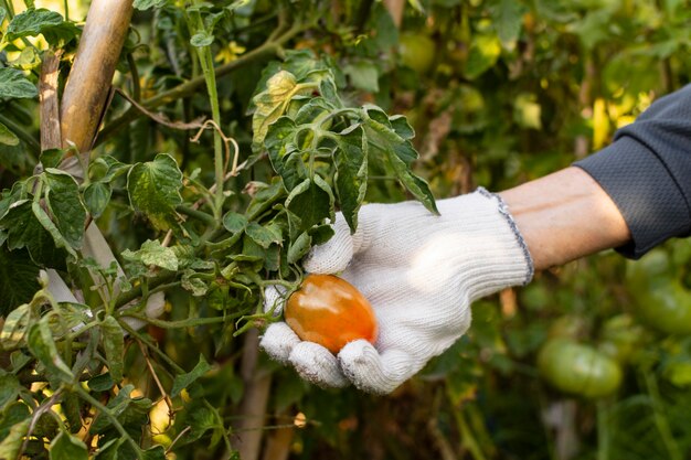 Jardinero de cerca con plantas