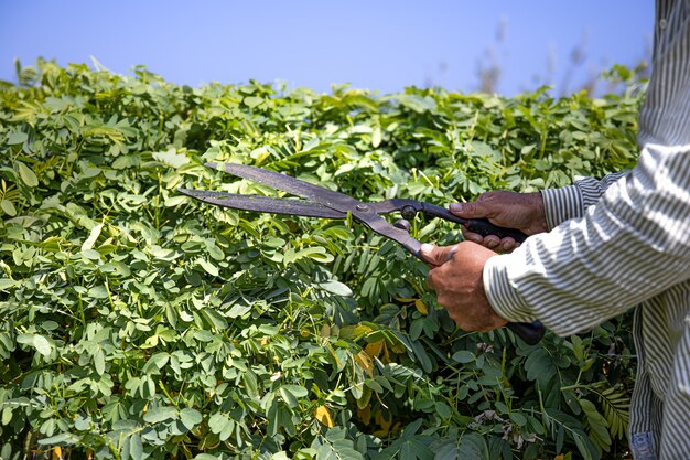 El jardinero corta el arbusto con grandes tijeras de podar.