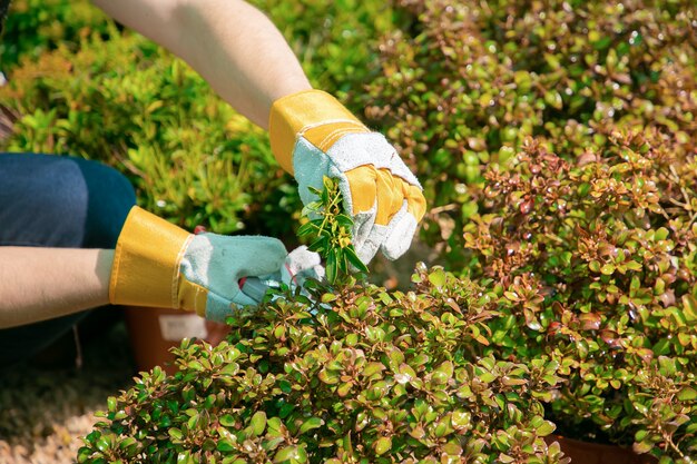 Jardinero cultivar plantas en macetas en invernadero. Manos de jardinero cortando ramas con podadora Primer disparo. Concepto de trabajo de jardinería