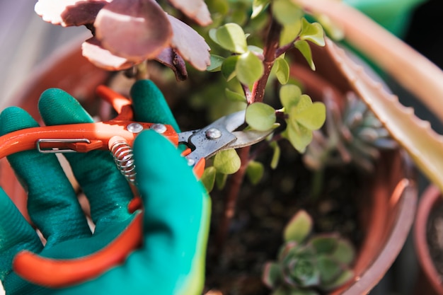 Jardinero está cortando la ramita de la planta con tijeras de podar.