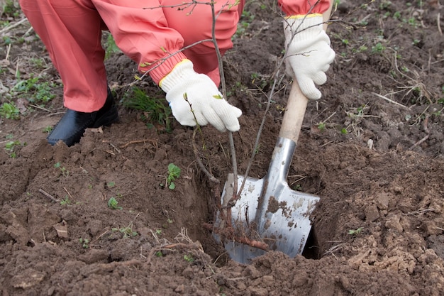 jardinero establece brotes en el huerto