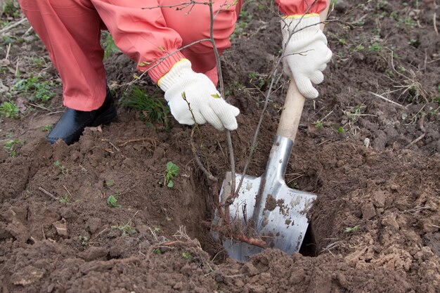 jardinero establece brotes en el huerto