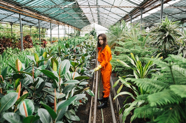 Jardinero hembra regando plantas con manguera en invernadero