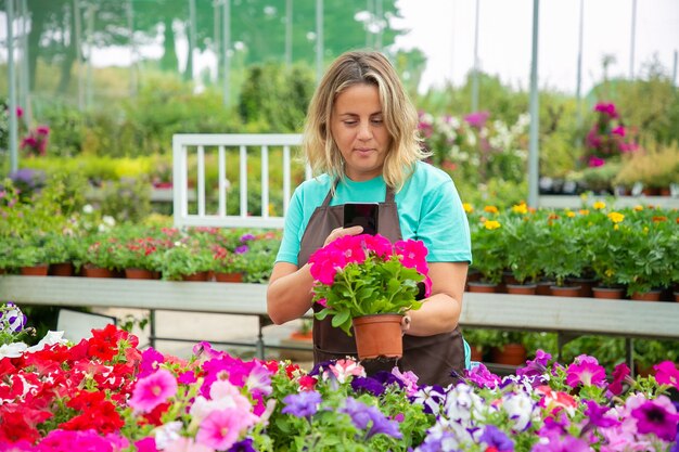 Jardinero hembra tomando fotos de plantas de petunia en macetas en el teléfono