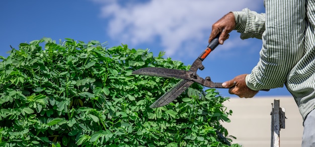 Un jardinero en el jardín con una cabaña corta un árbol con erizos contra el cielo