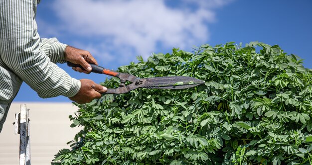 Un jardinero en el jardín con una choza corta un árbol con erizos contra el cielo.