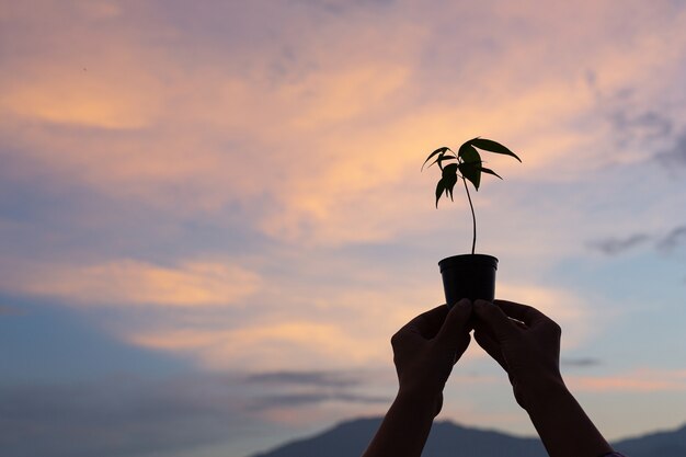 El jardinero levanta la maceta de la planta al cielo.