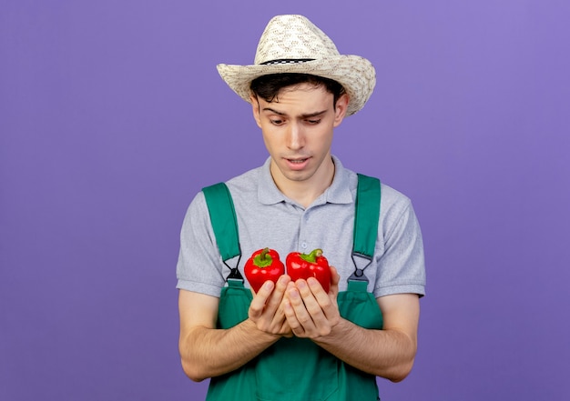 Jardinero macho joven confundido con sombrero de jardinería sostiene y mira pimientos rojos