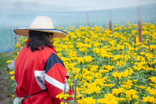 Jardinero manteniendo la flor de caléndula en el campo