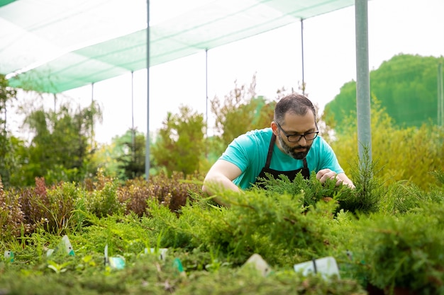 Jardinero masculino centrado en el cultivo de plantas de hoja perenne. Hombre de mediana edad de pelo gris con gafas vistiendo camisa azul y delantal control de pequeñas thujas en invernadero. Jardinería comercial y concepto de verano.