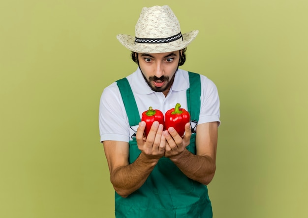 Jardinero masculino emocionado vistiendo sombrero de jardinería sostiene y mira pimientos rojos