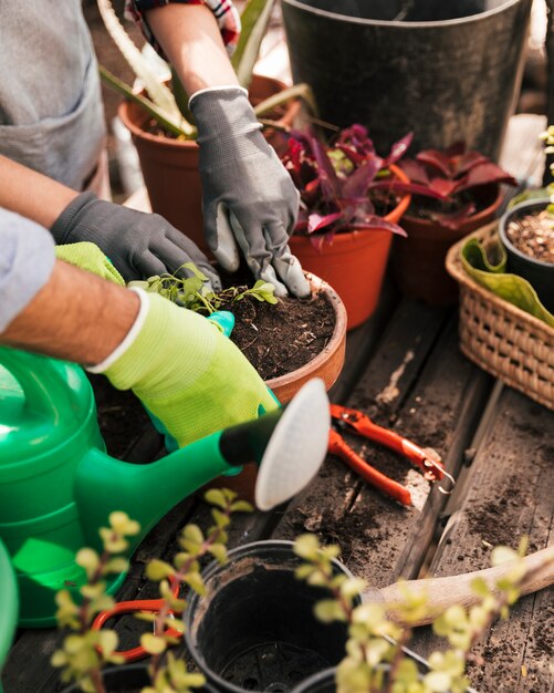 Jardinero masculino y femenino plantando la plántula en la maceta