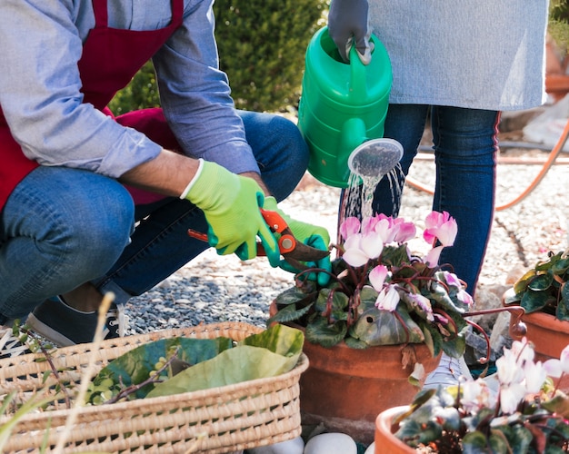 Jardinero masculino y femenino, poda y riega la planta en el jardín.