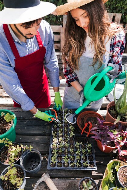 Jardinero masculino y femenino regando y recortando las plántulas en la caja