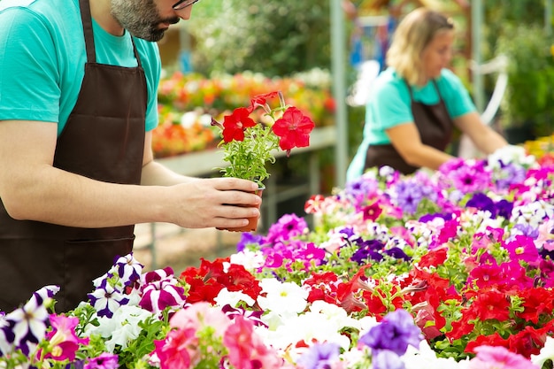 Jardinero masculino irreconocible sosteniendo una olla con flores rojas. Mujer rubia fuera de foco cuidando y comprobando las plantas florecientes en invernadero con su colega. Actividad de jardinería y concepto de verano.