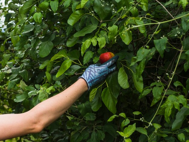 Un jardinero masculino recogiendo manzana roja del árbol